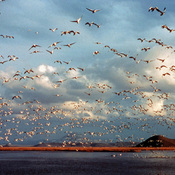 Ross's Goose